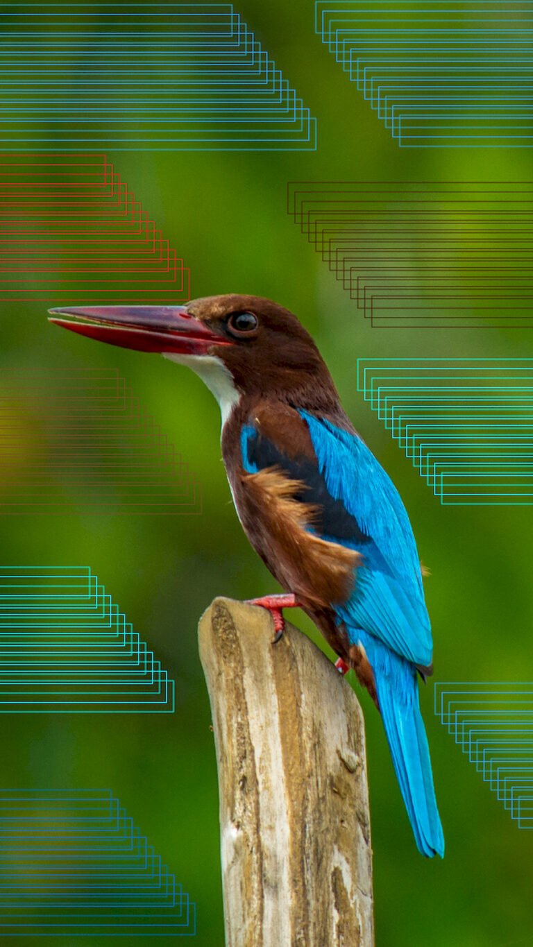 "White-throated Kingfisher bird with a red beak and blue wings perched on wood, with abstract geometric wireframe lines in the background."