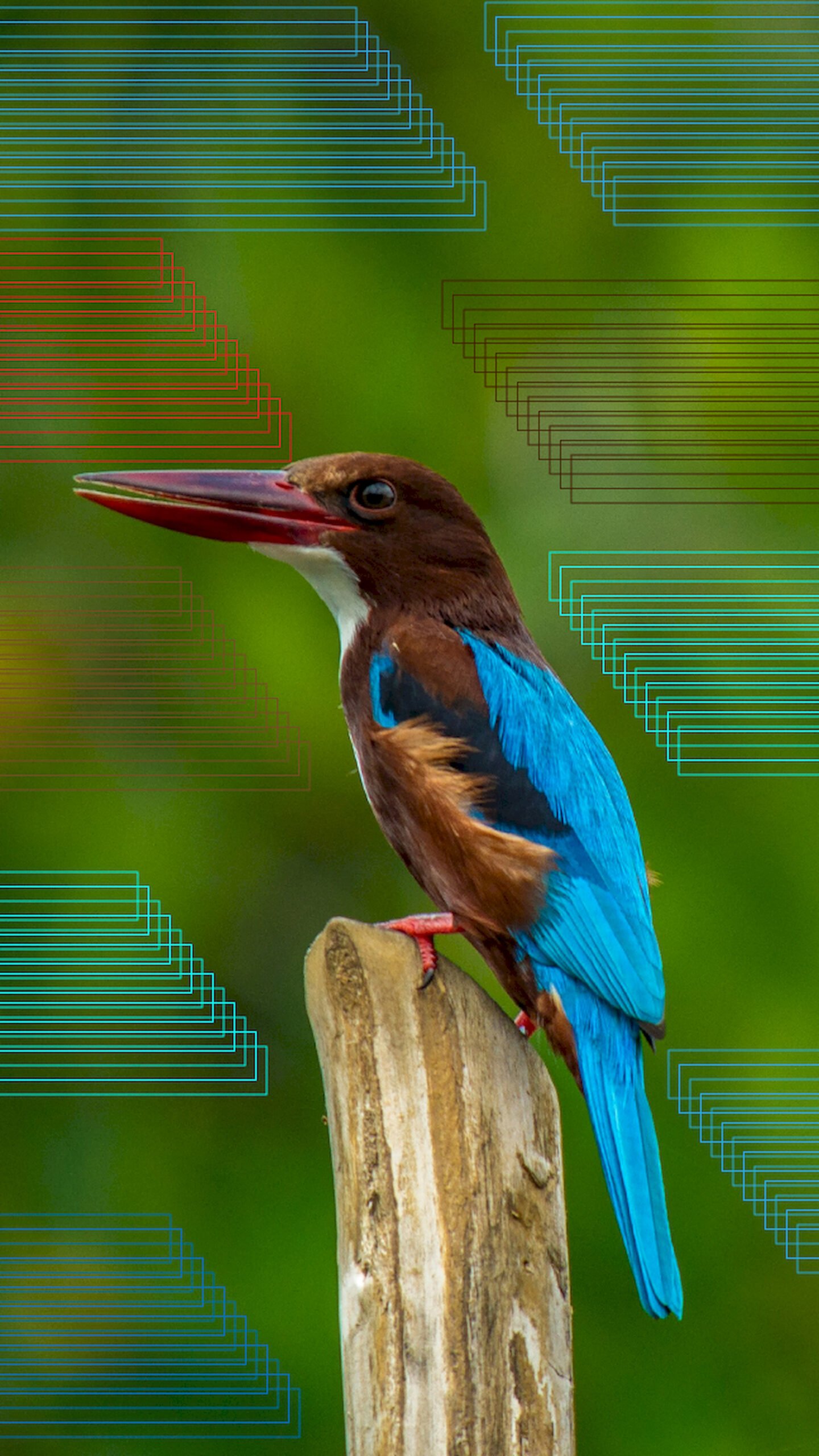 "White-throated Kingfisher bird with a red beak and blue wings perched on wood, with abstract geometric wireframe lines in the background."