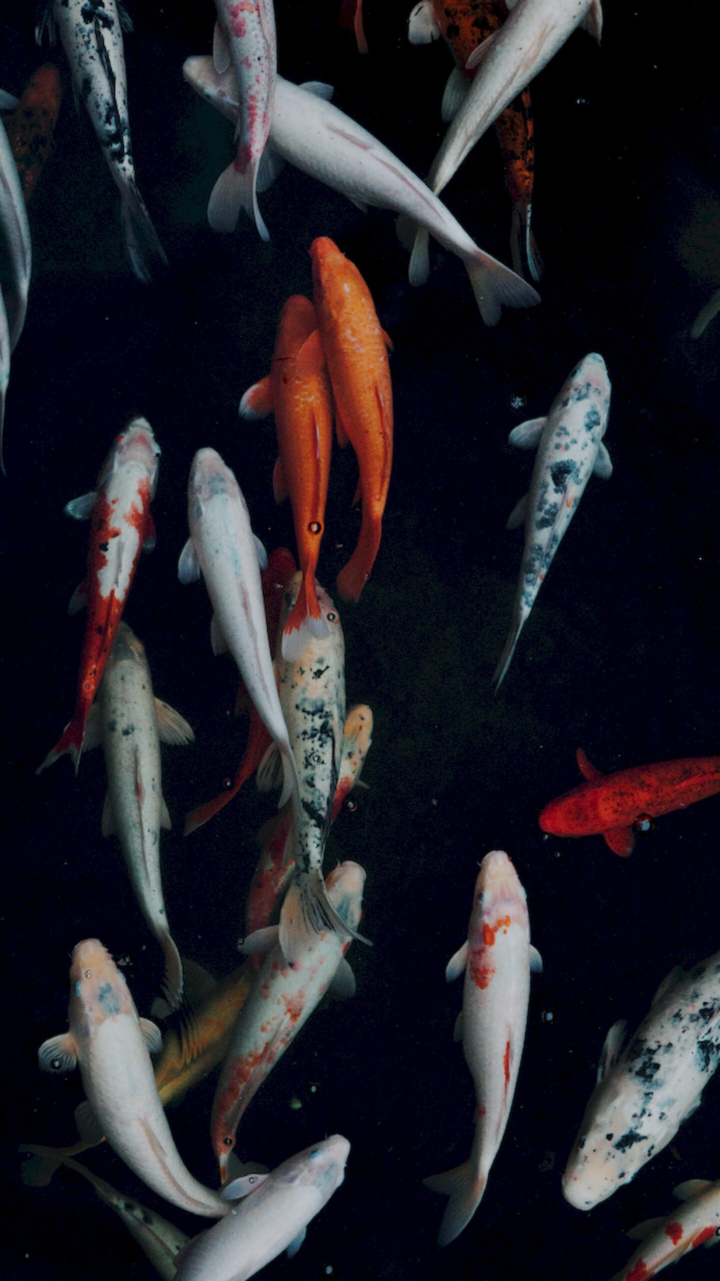 "Vertical top-down view of many colorful Koi fish swimming in a dark pond, high-resolution nature mobile wallpaper."